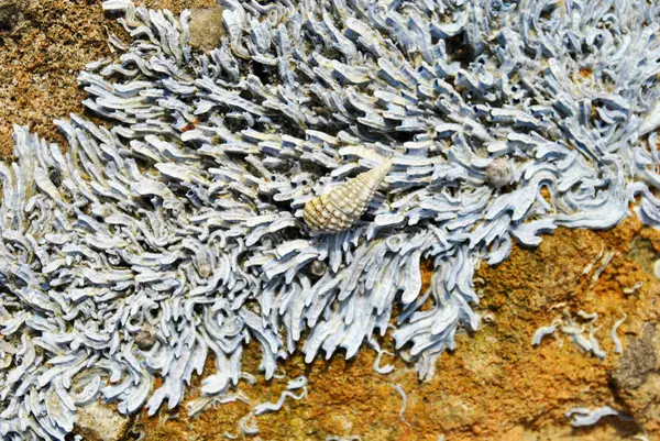 Barnacle Group Beach — Stock Photo, Image