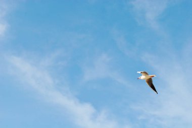 Martı izole mavi gökyüzünde 