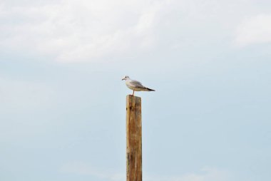 martı Beach ahşap kürsüye