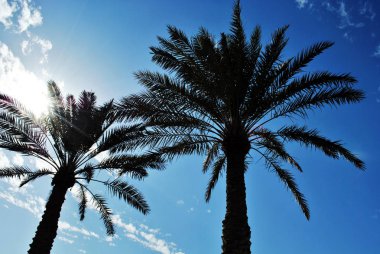 Palmiye ağacı kapatmak siluet