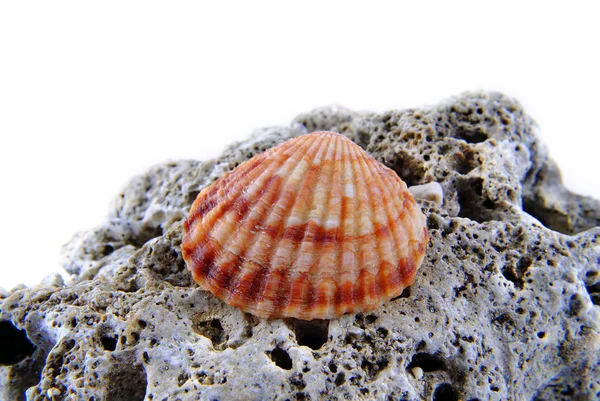 Doğa Deniz Kabuğu Yakın Çekim — Stok fotoğraf