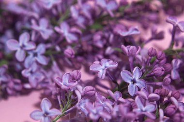 Pembe arka planda mor leylak çiçekleri. Şık bir çiçek tebrik kartı. Anneler günün kutlu olsun..