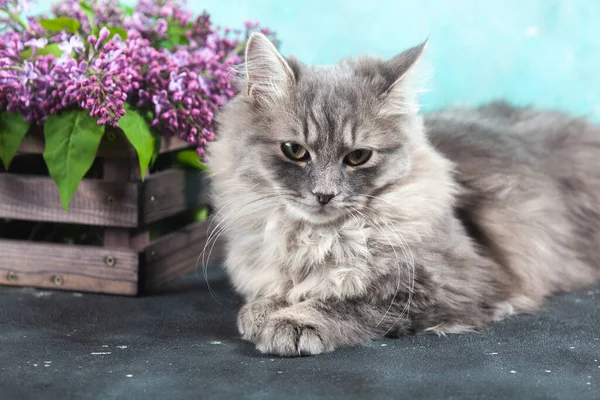 A beautiful cute fluffy woolly shaggy striped grey little cat is sitting near a brown wooden box with a bouquet of purple lilac flowers. Concept for a spring greeting card.