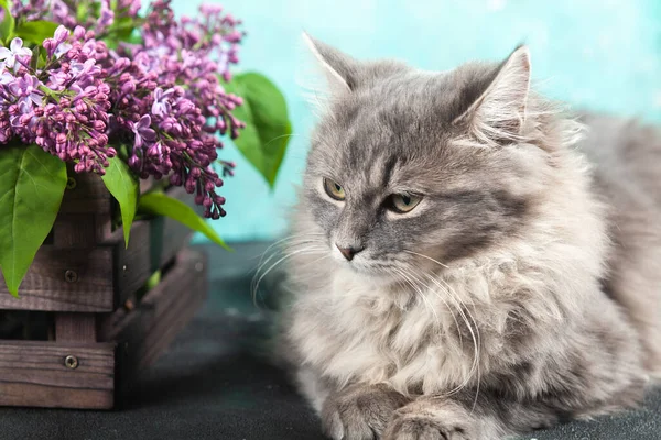 Beautiful Cute Fluffy Woolly Shaggy Striped Grey Little Cat Sitting — Φωτογραφία Αρχείου