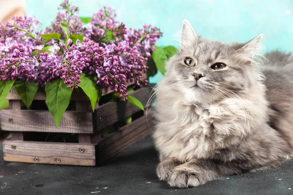 귀엽고 무늬가 회색작은 고양이가 보라색 라일락 꽃다발 근처에 봄맞이 카드에 — 스톡 사진