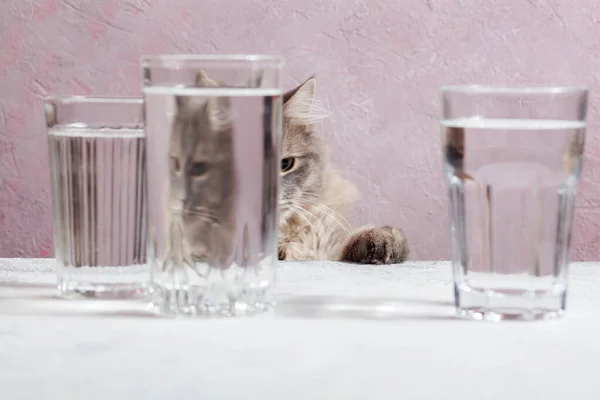 Een Pluizige Grijze Tabby Kat Kijkt Door Een Glas Vervormd — Stockfoto