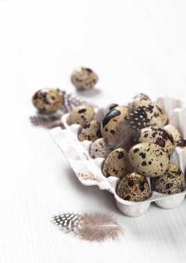 Beyaz arka planda paskalya bıldırcın yumurtaları. Metin için boşluk