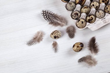 Beyaz arka planda paskalya bıldırcın yumurtaları. Metin için boşluk