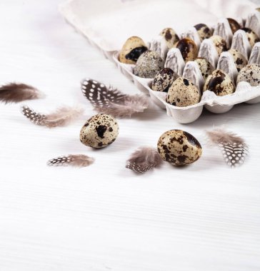 Beyaz arka planda paskalya bıldırcın yumurtaları. Metin için boşluk