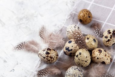 Paskalya bıldırcın yumurtası beyaz beton arka planda gri kumaş bezi. Metin için boşluk