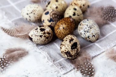 Paskalya bıldırcın yumurtası beyaz beton arka planda gri kumaş bezi. Metin için boşluk