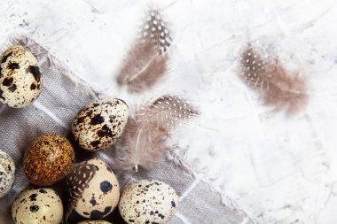 Paskalya bıldırcın yumurtası beyaz beton arka planda gri kumaş bezi. Metin için boşluk