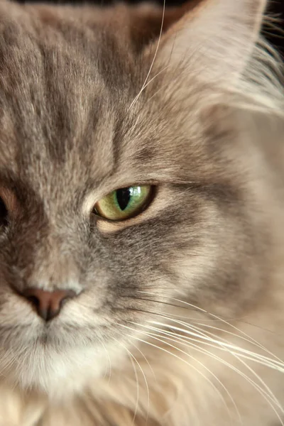 Feche Focinho Gato Fofo Listrado Cinza Gatinho Siberiano Com Olhos — Fotografia de Stock