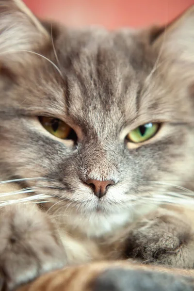 关闭一个灰色条纹绒毛猫的嘴 西伯利亚猫科动物 绿眼睛 动物的可爱图片 手机屏幕保护程序 — 图库照片