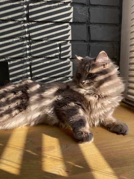 Gray Striped Cute Fluffy Cat Resting Wooden Table Top Black — Stock Photo, Image