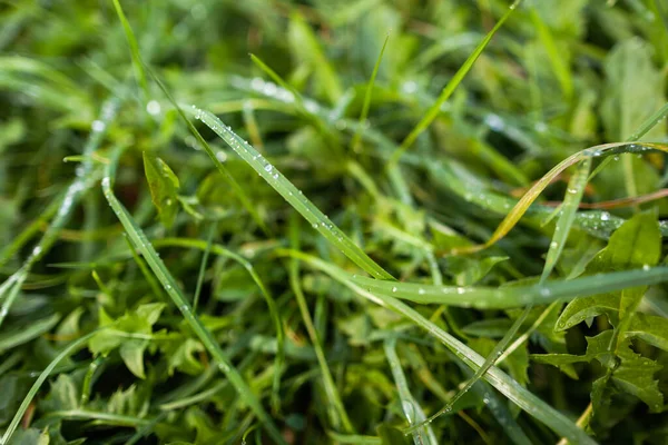 Su damlaları ve yağmur damlaları taze yeşil, sarı çimenler ve karahindiba yaprakları üzerinde. yaz sabahı arkaplanı. Web sitesi için doku. Metin için boşluk.