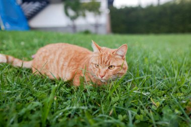 Turuncu gözlü kırmızı tekir kedisi sonbaharda yeşil taze çimlerde çömelmiş. Sevimli kızıl hayvan..