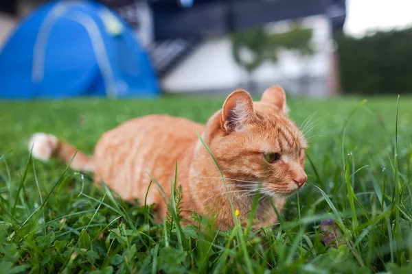 Krótkometrażowy Czerwony Kot Pomarańczowymi Oczami Przykucnął Jesienią Zielonej Świeżej Trawie — Zdjęcie stockowe
