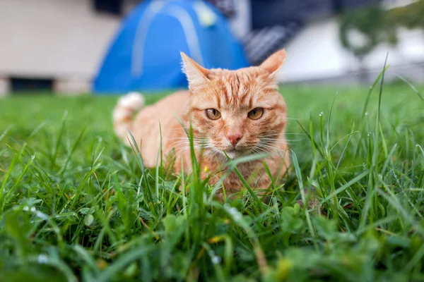 Shorthair Κόκκινο Tabby Γάτα Πορτοκαλί Μάτια Crouched Πράσινο Φρέσκο Γρασίδι — Φωτογραφία Αρχείου