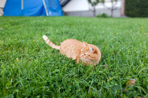 Short Thair Gato Tabby Vermelho Com Olhos Alaranjados Agachado Grama — Fotografia de Stock