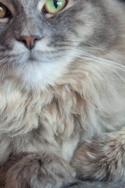 Gri çizgili tüylü kedi ağızlığı. Yeşil gözlü Sibirya kedisi. Hayvanın şirin resmi..