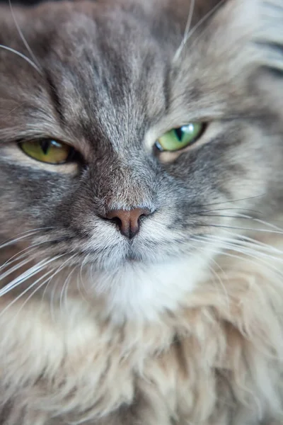 Schnauze Einer Grau Gestreiften Flauschigen Katze Sibirisches Jungtier Mit Grünen — Stockfoto