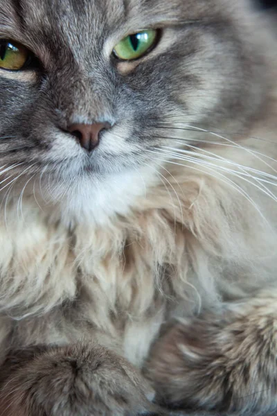 灰色条纹绒毛猫的嘴 西伯利亚猫科动物 绿眼睛 动物的可爱图片 — 图库照片