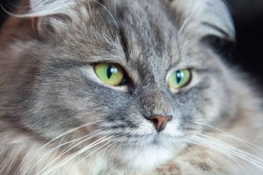 Gri çizgili tüylü kedi ağızlığı. Yeşil gözlü Sibirya kedisi. Hayvanın şirin resmi..