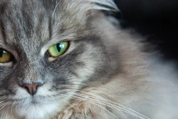 Bozal Rayas Grises Esponjoso Gato Gatito Siberiano Con Ojos Verdes —  Fotos de Stock