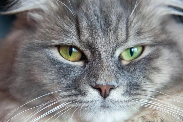 Bozal Rayas Grises Esponjoso Gato Gatito Siberiano Con Ojos Verdes —  Fotos de Stock