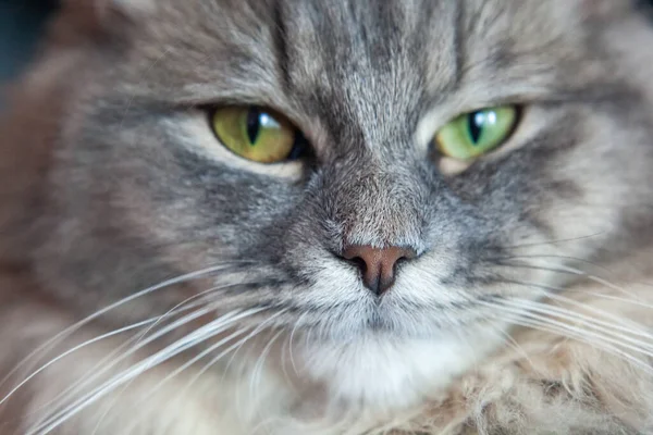 Φούσκα Από Γκρι Ριγέ Χνουδωτή Γάτα Γατάκι Σιβηρίας Πράσινα Μάτια — Φωτογραφία Αρχείου
