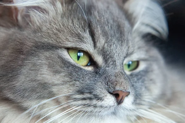 Bozal Rayas Grises Esponjoso Gato Gatito Siberiano Con Ojos Verdes —  Fotos de Stock