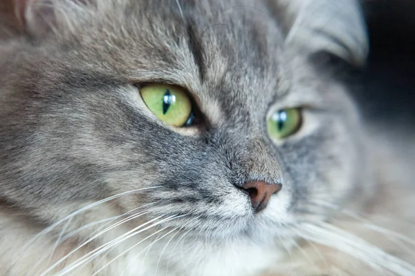 Munstycke Grå Randig Fluffig Katt Sibirisk Kattunge Med Gröna Ögon — Stockfoto