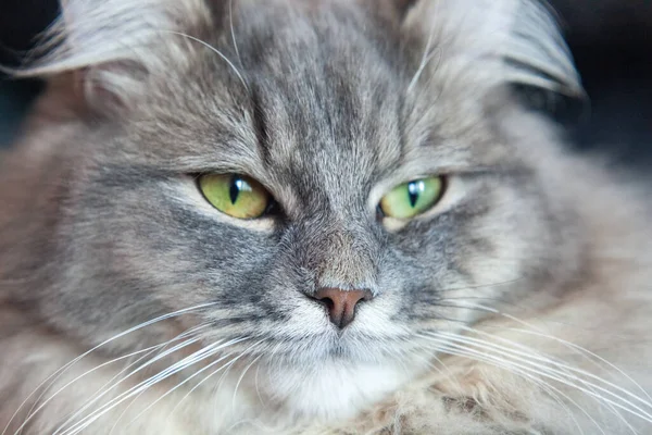 Munstycke Grå Randig Fluffig Katt Sibirisk Kattunge Med Gröna Ögon — Stockfoto