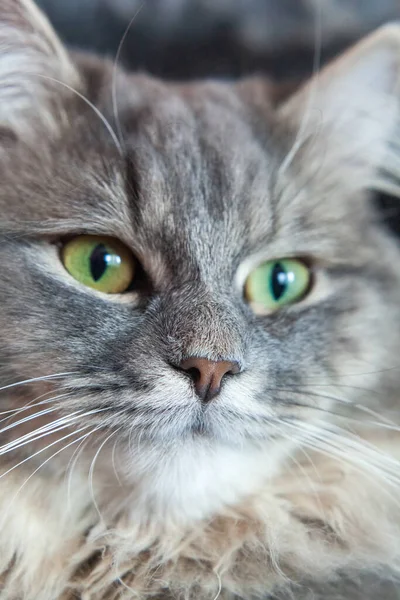 Munstycke Grå Randig Fluffig Katt Sibirisk Kattunge Med Gröna Ögon — Stockfoto