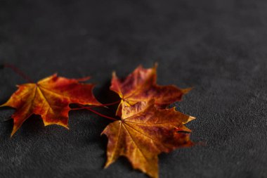 Rengarenk mermer yaprakların gri beton duvardaki minimum bileşiminden oluşmuş desen. Autumn konseptini kapat. Metin için düz metin kopyalama alanı.