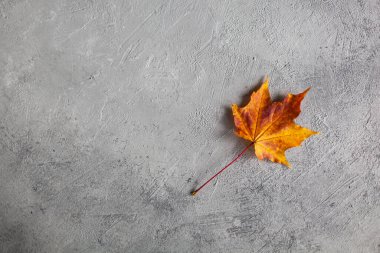 Kalıp, gri beton duvarda renkli mermer yaprakların minimum bileşimini oluşturmuş. Autumn konseptini kapat. Düz konum görünümü, metin için boşluk kopyala.