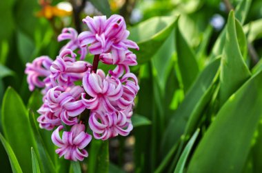 Bir Hyacinth fotoğrafı
