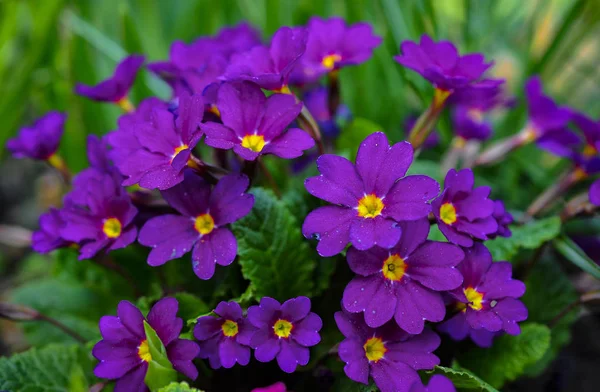 Photo Purple Primrose — Stock Photo, Image