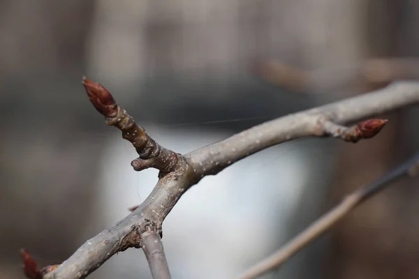 Bourgeons Printemps Sur Les Branches — Photo