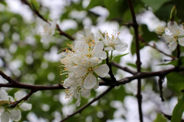 Raindrops Flower — Stock Photo, Image