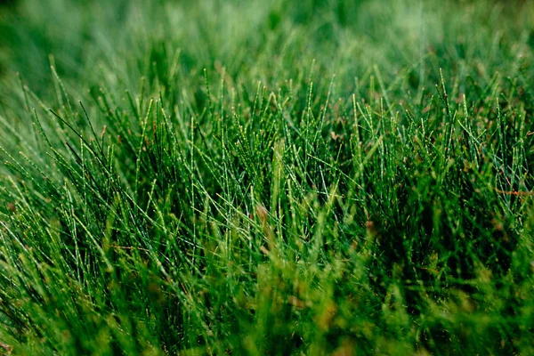 Gräset Grönt Soligt Väder Fantastiska Bild Som Bakgrund — Stockfoto