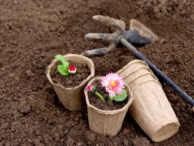 Turba tenceresinde filizlenen bir papatya. Bahçıvanlık. Tohum yetiştiriyorlar. Gevşek toprak. Bahçe aletleri, çapa.