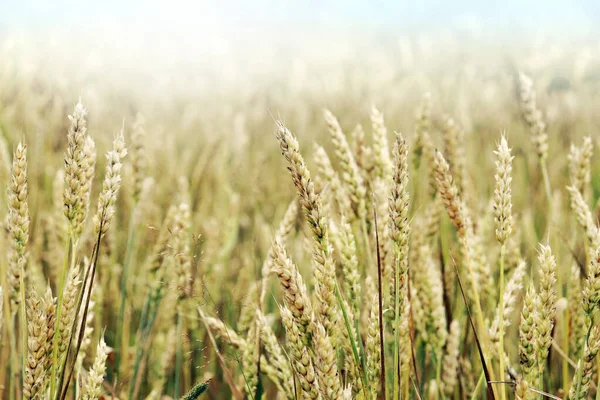 Weizenfeld Goldene Weizenohren Ländlich Sonnige Landschaften Bedingungen Für Die Reifung — Stockfoto