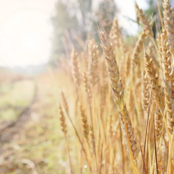 Wheat field. Ears of Golden wheat. Rural Sunny landscapes. Conditions for maturation of wheat ears. Rich harvest. Agricultural industry.