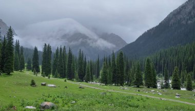 Dağ manzarası ile yeşil alan, yüksek çam ağaçları orman ve ağır bulutlar, altun Arashan, Kırgızistan.