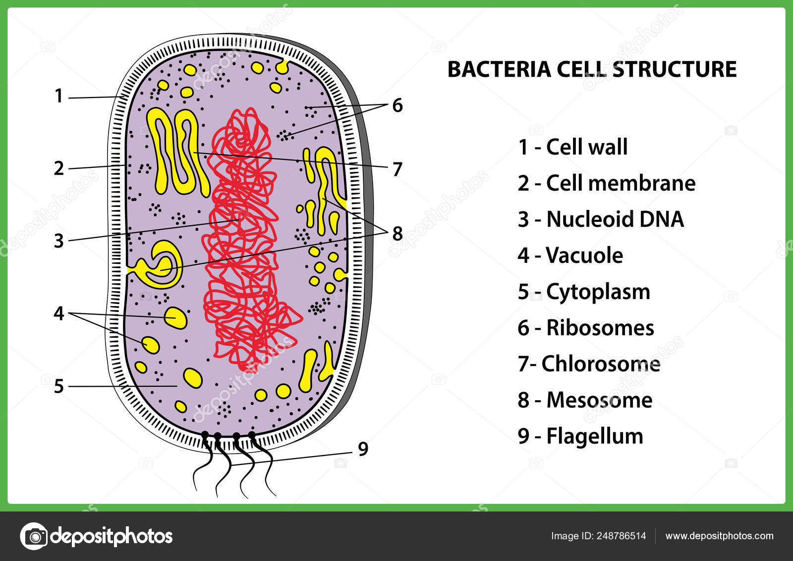 Bacterial cell structure on white background - vector illustration. Stock  Vector Image by ©Stanislav-Z #248786514