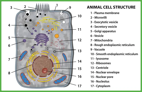 Animal cell structure on white background - vector illustration. — Stock Vector