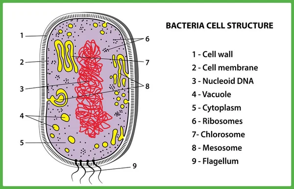 Bacterial cell structure on white background - vector illustration. — Stock Vector