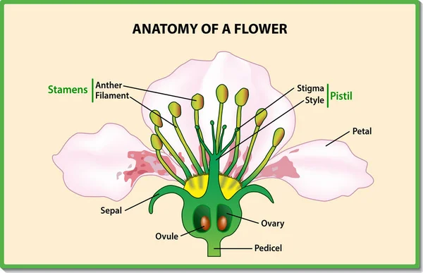 Anatomie d'une fleur . — Image vectorielle